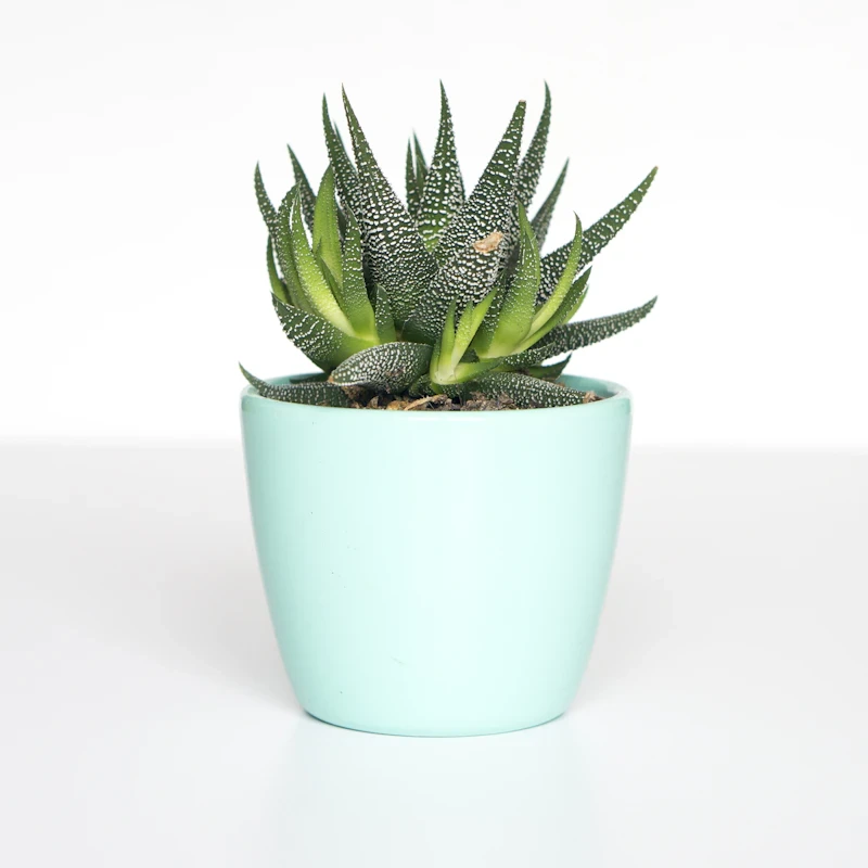 Indoor Plant Pot Set
